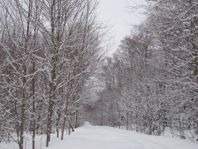 メープルの森の冬